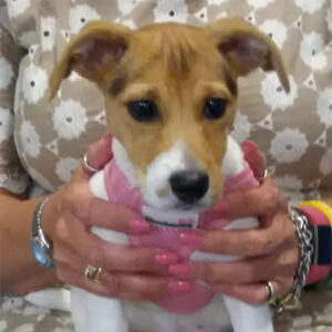 Nutmeg the Jack Russell Terrier, Macqueen Puppy Party Graduate from Melksham