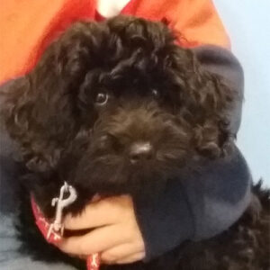 Poppy the Sprocker, Macqueen Puppy Party Graduate from Wedhampton