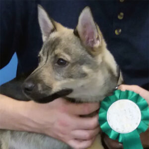 Rio the Swiss Vallhund, Macqueen Puppy Party Graduate from Beckhampton