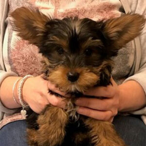 Roscoe the Yorkshire Terrier, Macqueen Puppy Party Graduate from Devizes