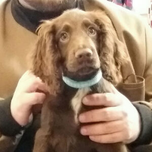 Alfie the Cocker Spaniel, Macqueen Puppy Party Graduate from Devizes