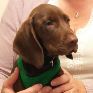 Artie the Vizsla Cross, Macqueen Puppy Party Graduate from DevizesArtie the Vizsla Cross, Macqueen Puppy Party Graduate from Devizes