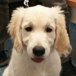 Freddie the Golden Retriever, Macqueen Puppy Party Graduate from Compton Bassett