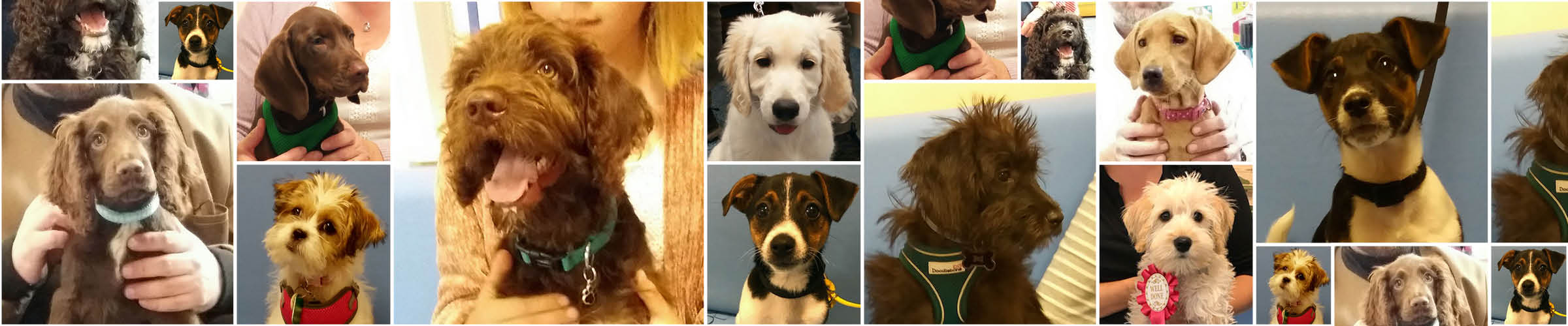Puppy Party Graduate Wiltshire Macqueen Vets