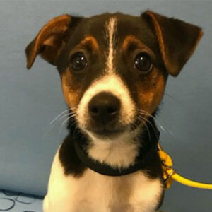 Hebe the Jack Russell Terrier, Macqueen Puppy Party Graduate from Pewsey