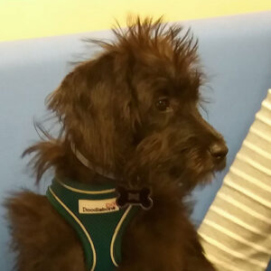 Henry the Miniature Labradoodle, Macqueen Puppy Party Graduate from Urchfont