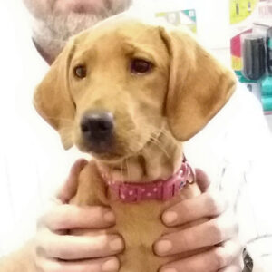 Honey the Labrador, Macqueen Puppy Party Graduate from Avebury