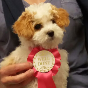 Impy the Poochon, Macqueen Puppy Party Graduate from Urchfont