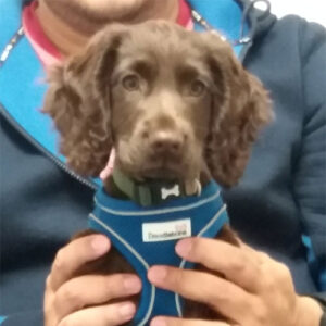 Jasper the Working Spaniel, Macqueen Puppy Party Graduate from Market Lavington