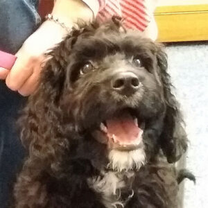 Juno the Cockerpoo, Macqueen Puppy Party Graduate from Potterne