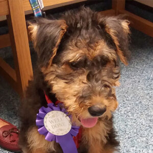 Logan the Airedale, Macqueen Puppy Party Graduate from Calne
