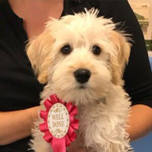 Lola the Schnoodle, Macqueen Puppy Party Graduate from Devizes