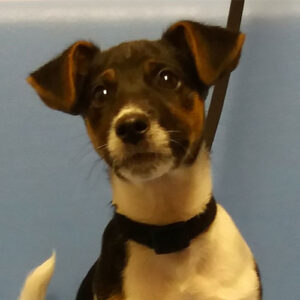 Milo the Jack Russell Terrier, Macqueen Puppy Party Graduate from Calne