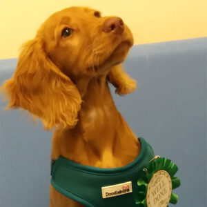 Nala the Sprocker, Macqueen Puppy Party Graduate from Devizes