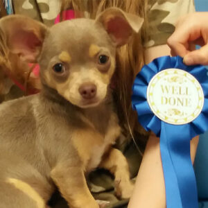 Sid the Chihuahua, Macqueen Puppy Party Graduate from Devizes