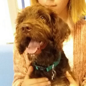 Teddy the Labradoodle, Macqueen Puppy Party Graduate from Urchfont
