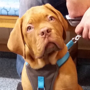 Diesel the Dogue de Bordeaux, Macqueen Puppy Party Graduate from Market Lavington