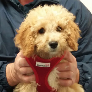 Matilda the Cavapoochon, Macqueen Puppy Party Graduate from Rowde