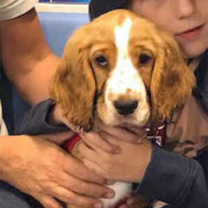 Mollie the Cocker Spaniel, Macqueen Puppy Party Graduate from Devizes