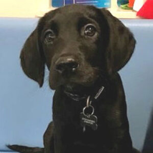 Ollie the Springador, Macqueen Puppy Party Graduate from Devizes