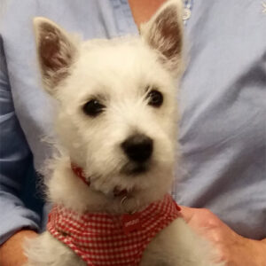 Peanut the Westie, Macqueen Puppy Party Graduate from Potterne