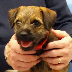 Peggy the Border Terrier, Macqueen Puppy Party Graduate from Devizes Peggy the Border Terrier, Macqueen Puppy Party Graduate from Devizes