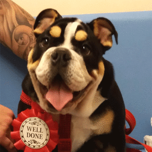 Roxy the Bulldog, Macqueen Puppy Party Graduate from Devizes