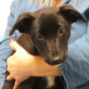 Thimble the Border Collie, Macqueen Puppy Party Graduate from Rowde