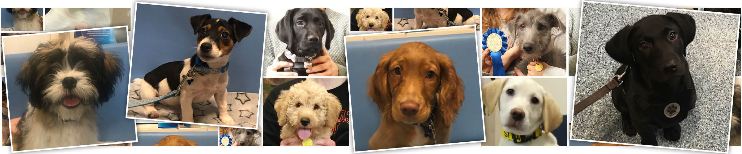 Macqueen Puppy Party Graduates from devizes, pewsey, potterne, market lavington