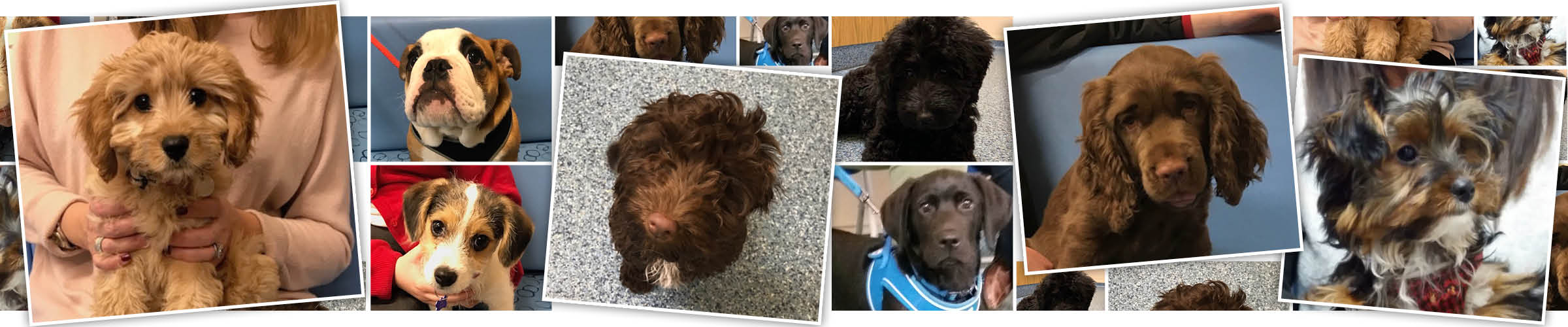 Macqueen Puppy Party Graduates from devizes, pewsey, potterne, market lavington