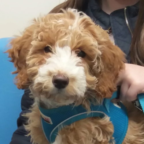 Margot the Cockapoo, Macqueen Puppy Party Graduate from Urchfont