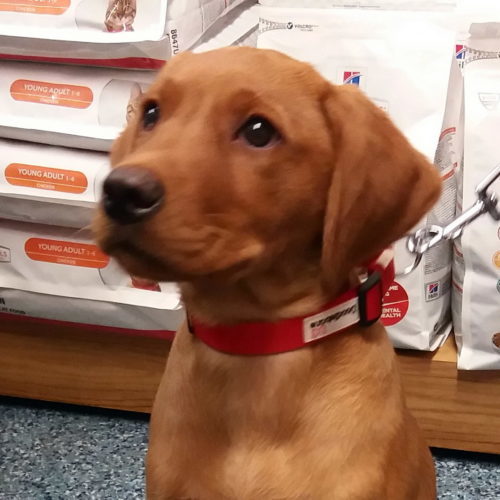 Tapas the Labrador, Macqueen Puppy Party Graduate from Market Lavington