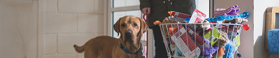 dog enters macqueen vets through the front door