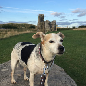 dog in avebury