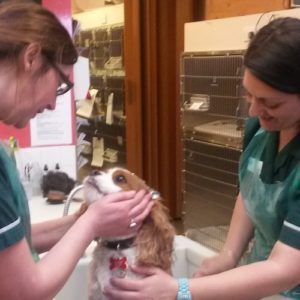 Macqueen Vets offers a high standard of 24 hour in-patient care