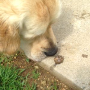dog-snail-web News, articles, blog, vacancies
