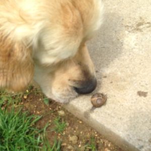 dog snail lungworm