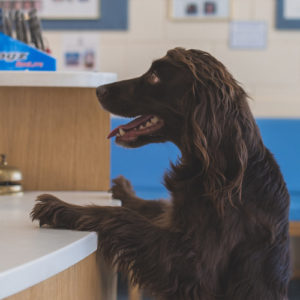 Pet Insurance