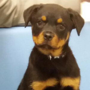 Bruno the Rottweiler, Macqueen Puppy Party Graduate from Potterne