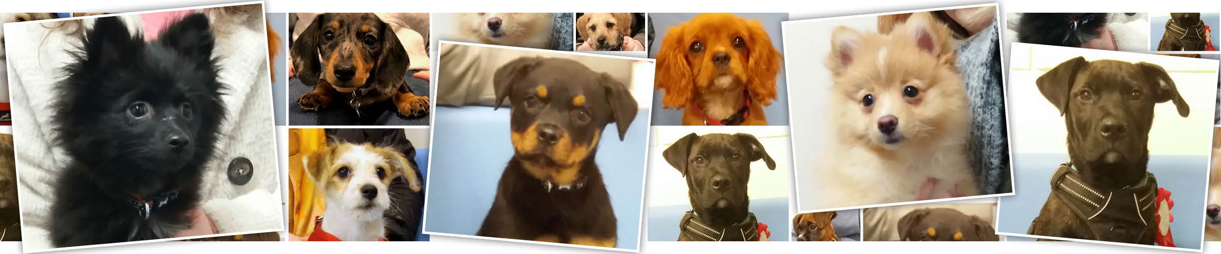 Macqueen Puppy Party Graduates from devizes, pewsey, potterne, market lavington