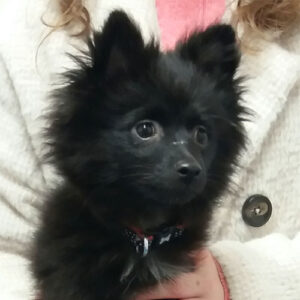 Rosie the Pomeranian, Macqueen Puppy Party Graduate from Devizes