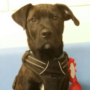 Sonny the Staffie X, Macqueen Puppy Party Graduate from Wedhampton