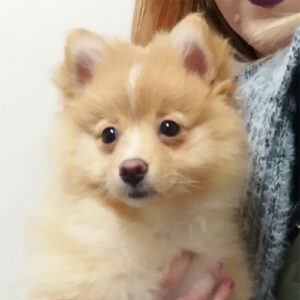 Tally the Pomeranian, Macqueen Puppy Party Graduate from Market Lavington