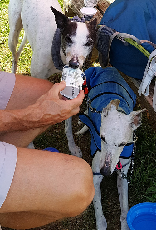 Dog eating ice-cream