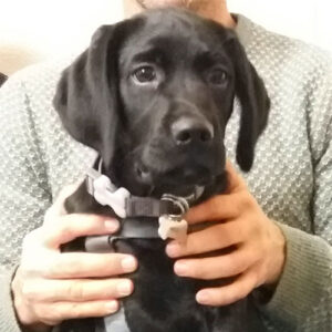 Arlo the Springerdor, Macqueen Puppy Party Graduate from All Cannings