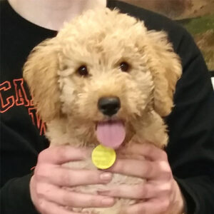 Barney the Miniature Labradoodle, Macqueen Puppy Party Graduate from Devizes