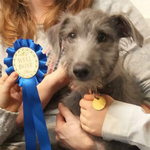 Flint the Lurcher, Macqueen Puppy Party Graduate from Calne