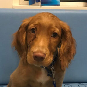 Spud the Cocker Spaniel, Macqueen Puppy Party Graduate from Winterbourne Bassett