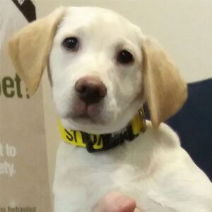 Stella the Labrador, Macqueen Puppy Party Graduate from Devizes 