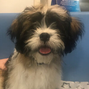 Teddy the Shihtzu, Macqueen Puppy Party Graduate from Devizes